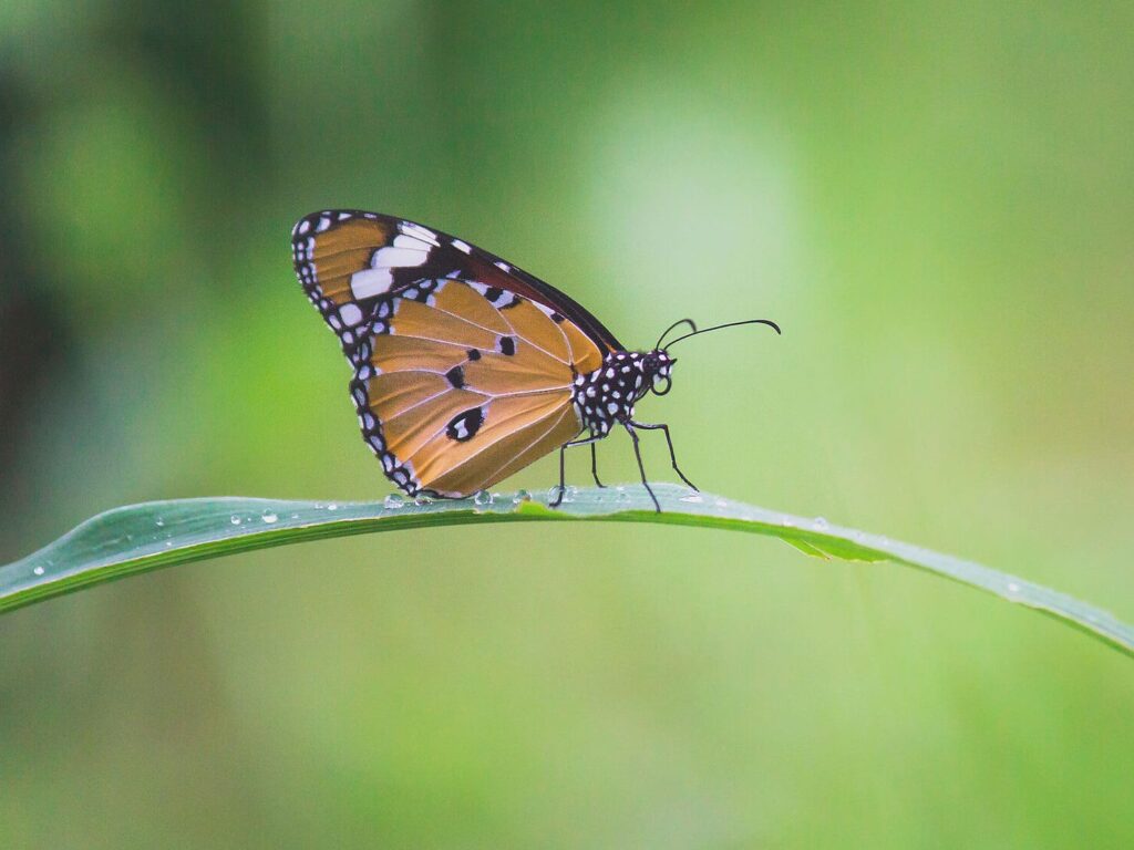 Schmetterling auf Blatt vor grünem Hintergrund