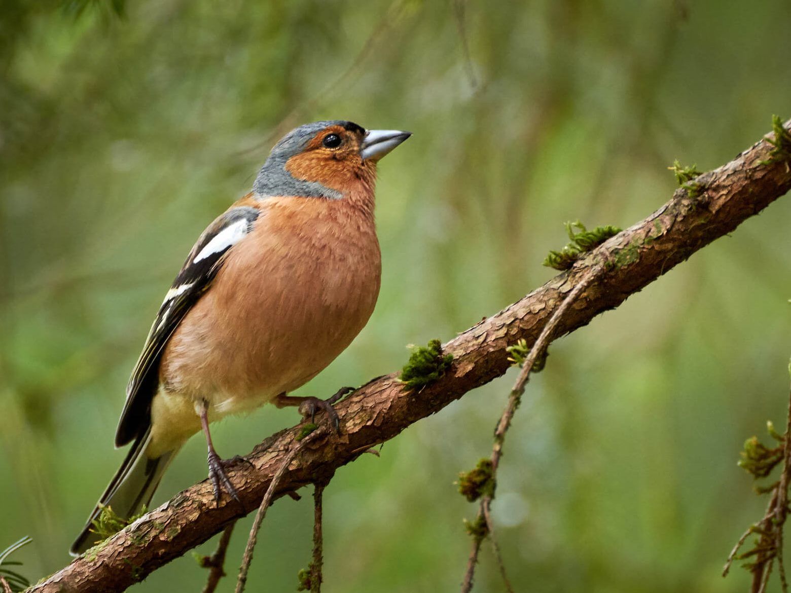 Naturing Myself - Belastende Gedanken mit Achtsamkeit in der Natur loslassen -Blog