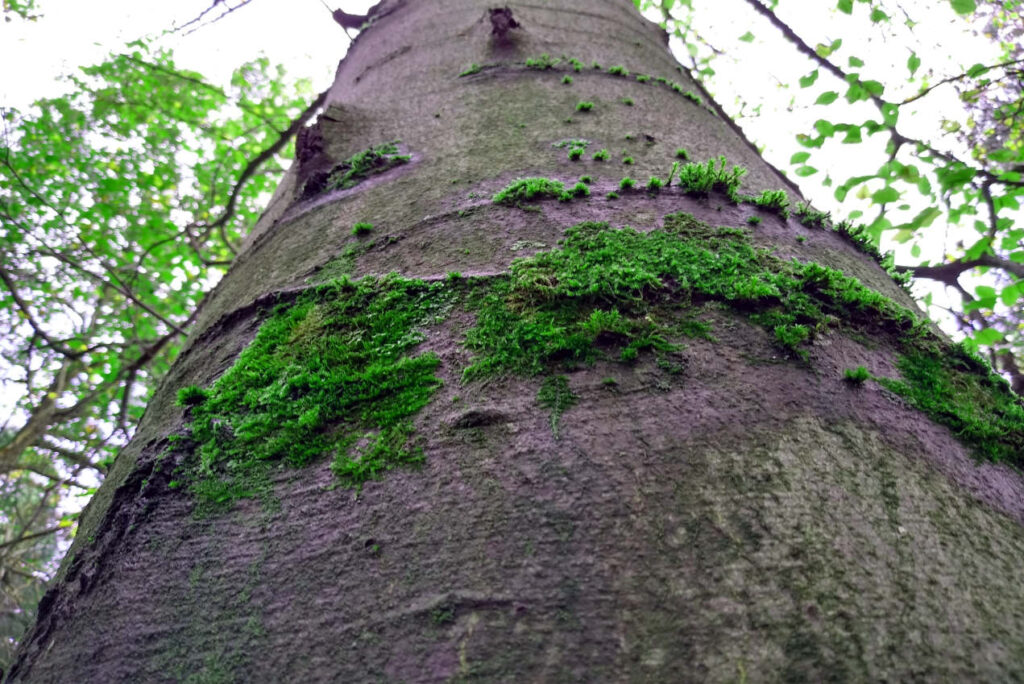 Blick auf einen mit Moos bewachsenen Baum von unten aufwärts im Wald