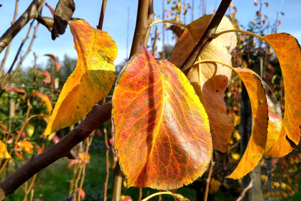 Orange-gelbe Blätter in der Herbstsonne - Naturing Myself - Achtsamkeit im Herbst