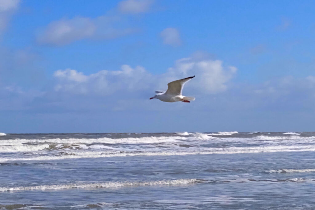 Möwe vor blauem bewölktem Himm und Meer mit Wellen - Naturing Myself - Meer statt Wald