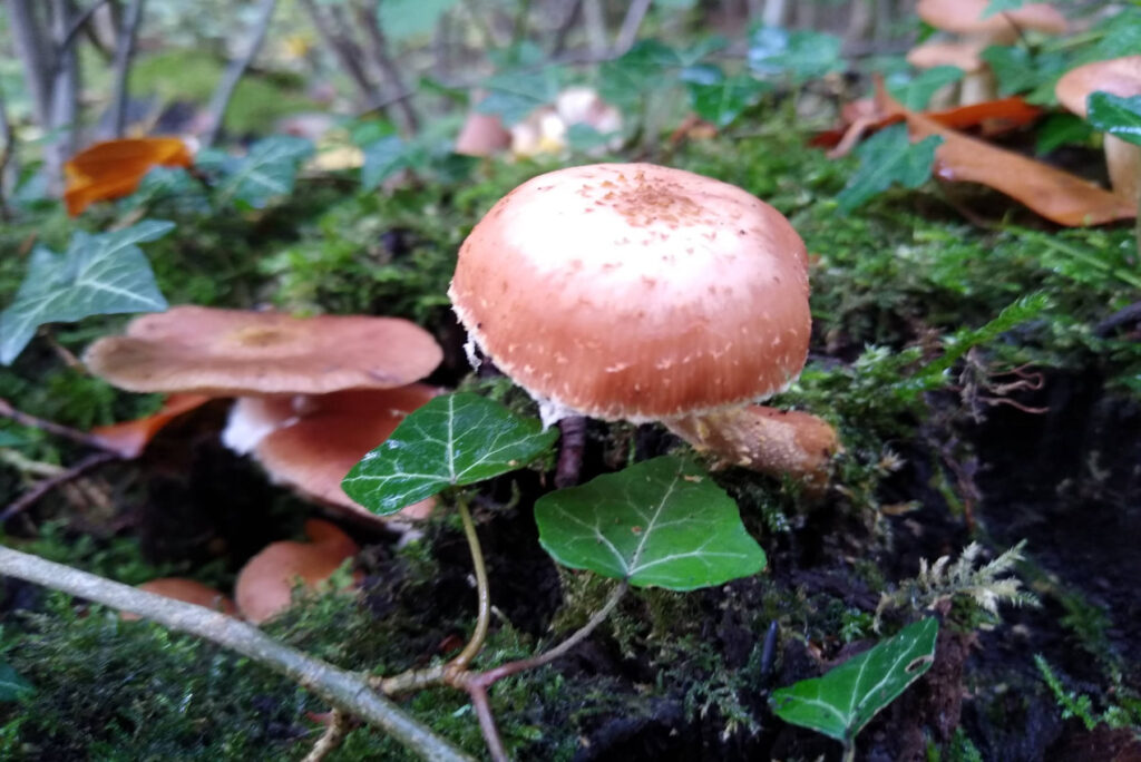 Brauner Pilz auf Baumstamm mit Moos und Efeuranken - Naturing Myself - Achtsamkeit im Herbst