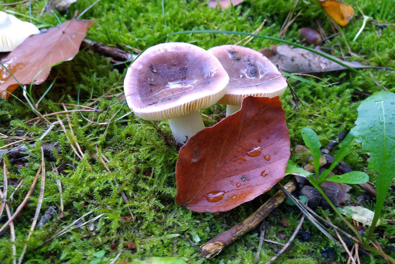 Du betrachtest gerade 5 Tipps für naturbasierte Achtsamkeit im Herbst