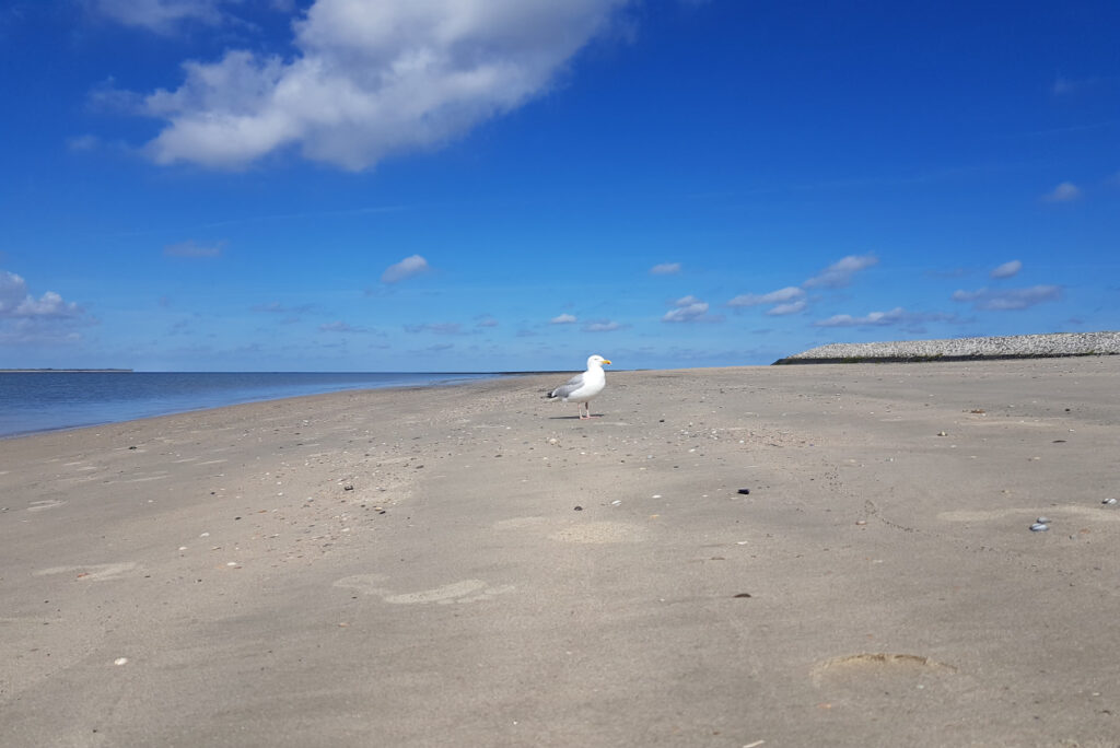Möwe am Strand bei strahlend blauem Himmel - Naturing Myself