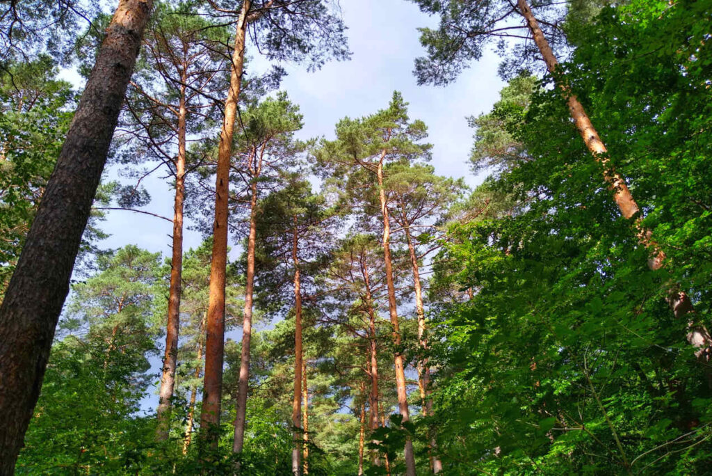 Blick in die Wipfel der Bäume im Wald im Sommer - Naturing Myself - Meer statt Wald