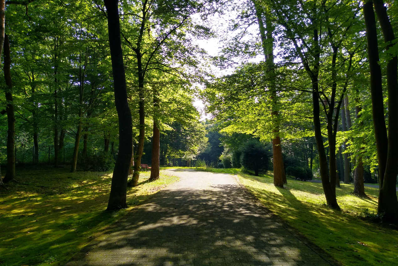 Du betrachtest gerade Waldgefühle: Wie der Wald auf meine Gefühle wirkt