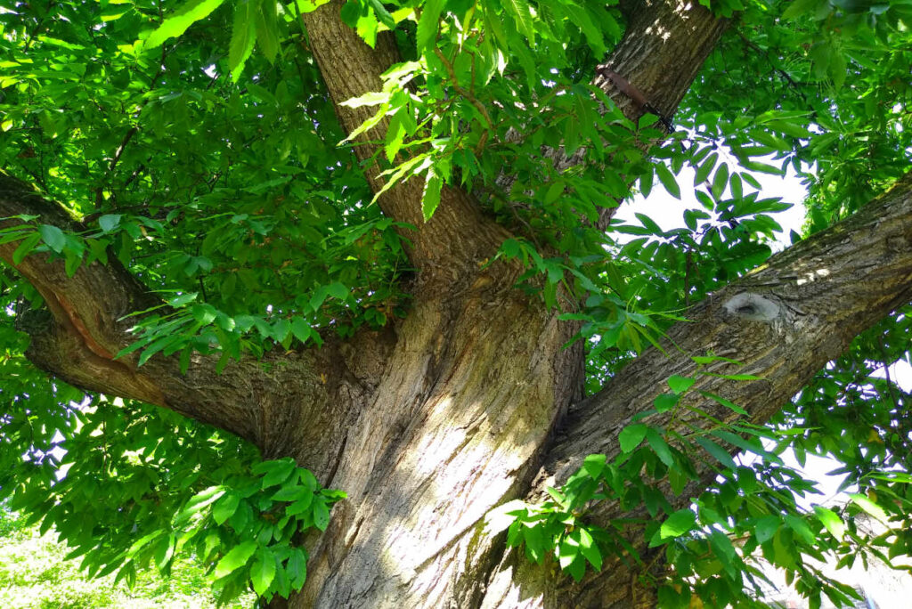 Alter knorriger Baum mit dichten grünen Blättern und mehreren Ästen - Naturing Myself- Die Natur als Therapeutin