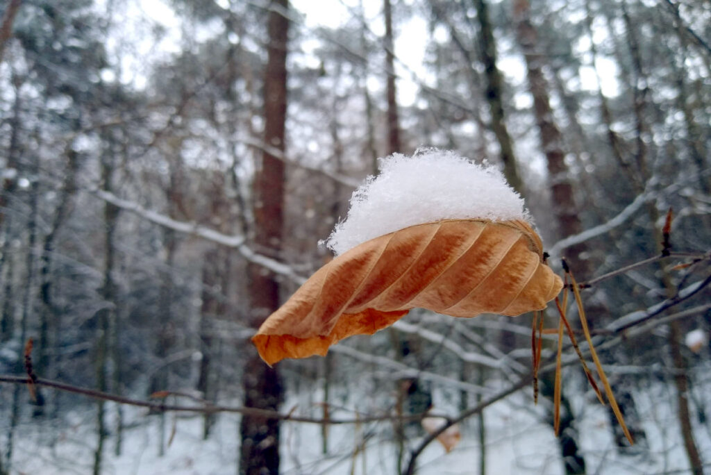 Braunes trockenes Blatt mit Schneehaube im Wald im Winter - Naturing Myself - Achtsamkeit im Winter im Wald