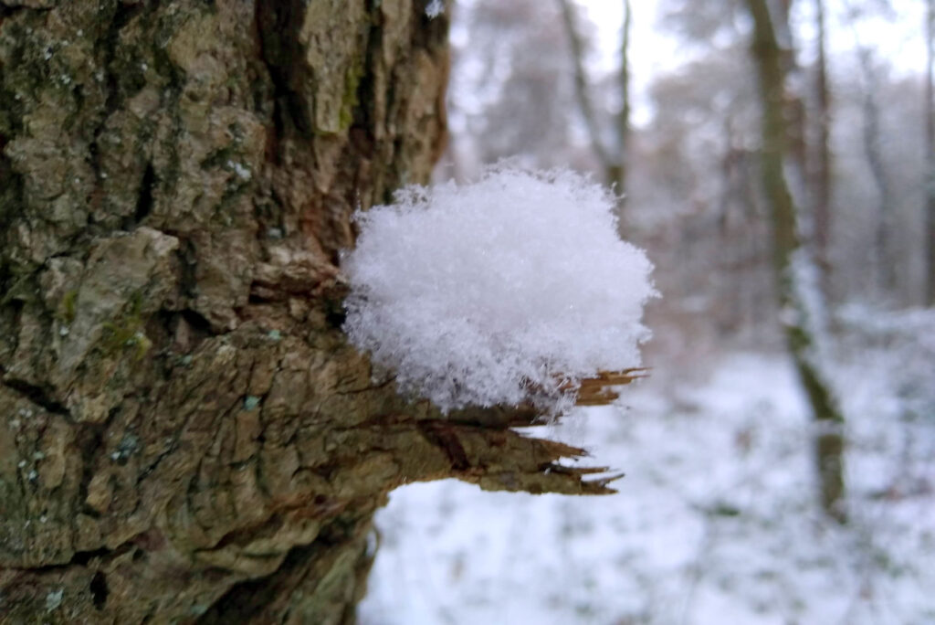 Schneeballen auf einem abgebrochenen Ast im Winter im Wald - Naturing Myself - Achtsamkeit im Winter im Wald