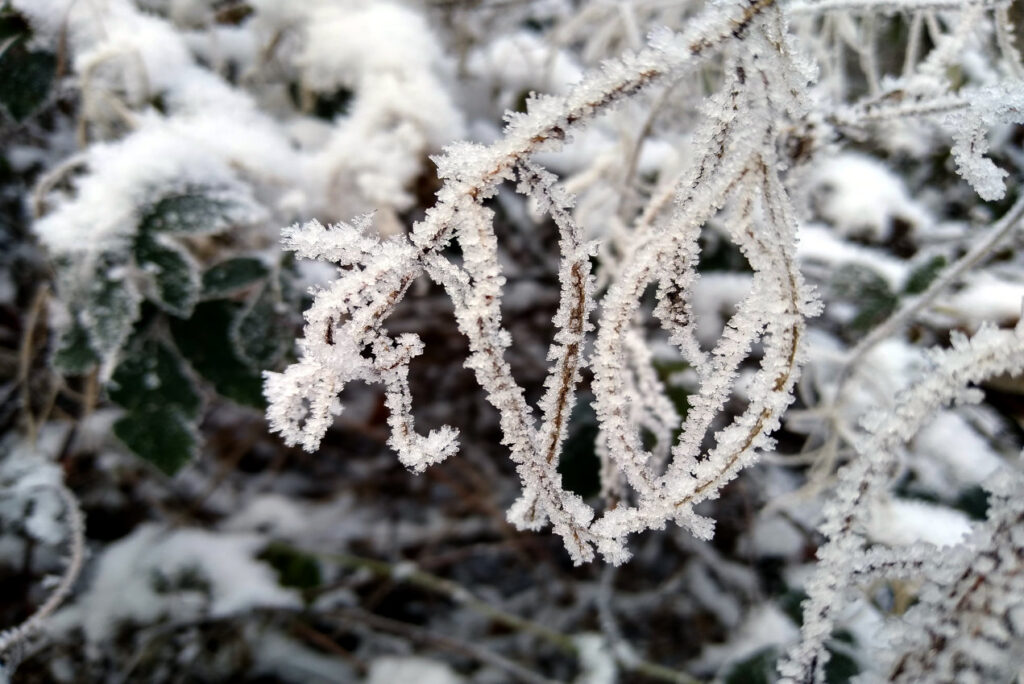 Gefrostete Zweige mit Eiskristallen an einem Strauch - Naturing Myself
