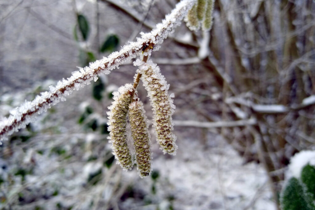 Mit Eiskristallen überzogene Pollen an einem gefrorenen Zweig im Winter - Naturing Myself 