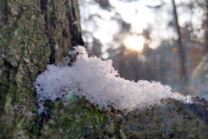 Mehr über den Artikel erfahren Achtsamkeit im Winter: Was es im Wald alles zu entdecken gibt