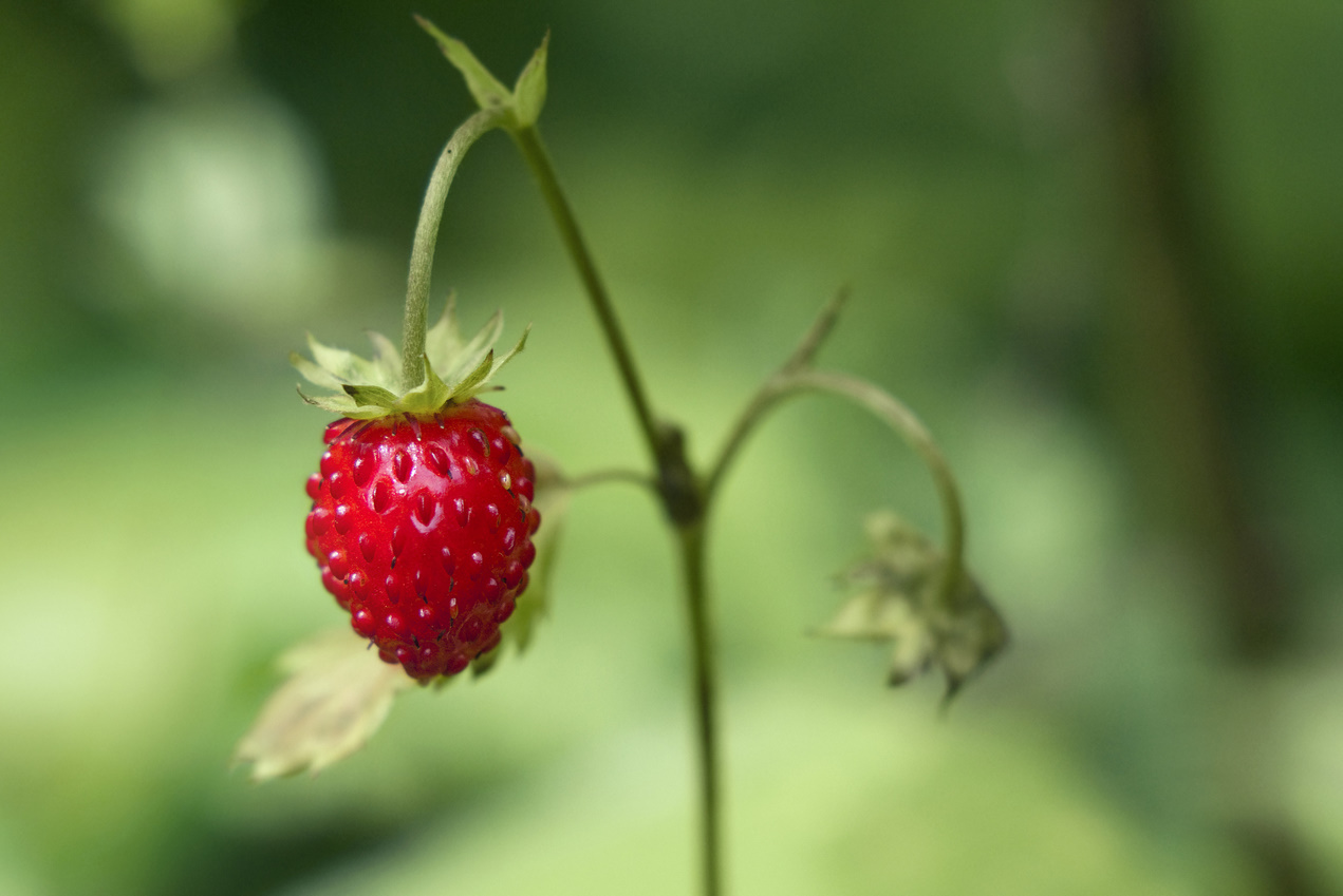Du betrachtest gerade 5 Tipps für naturbasierte Achtsamkeit im Sommer