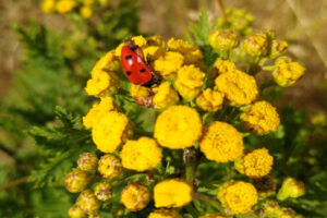 Marienkäfer auf gelber Blume bei Sonnenschein