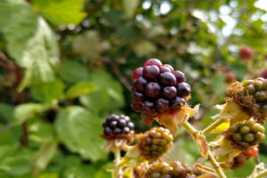 Brombeeren teils noch grün vor grünem Hintergrund im Sommer