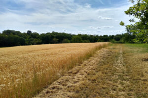 Sommerliches Feld bei blauem Himmel am Rande einer Streuobstwiese - Naturbasierte Achtsamkeit im Sommer