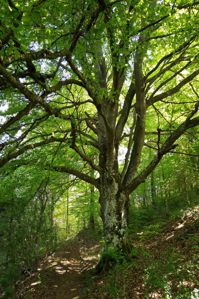 Alter Baum an einem Berghang im Sommer bei Sonnenschein - Naturing Myself - Wie der Wald auf meine Gefühle wirkt