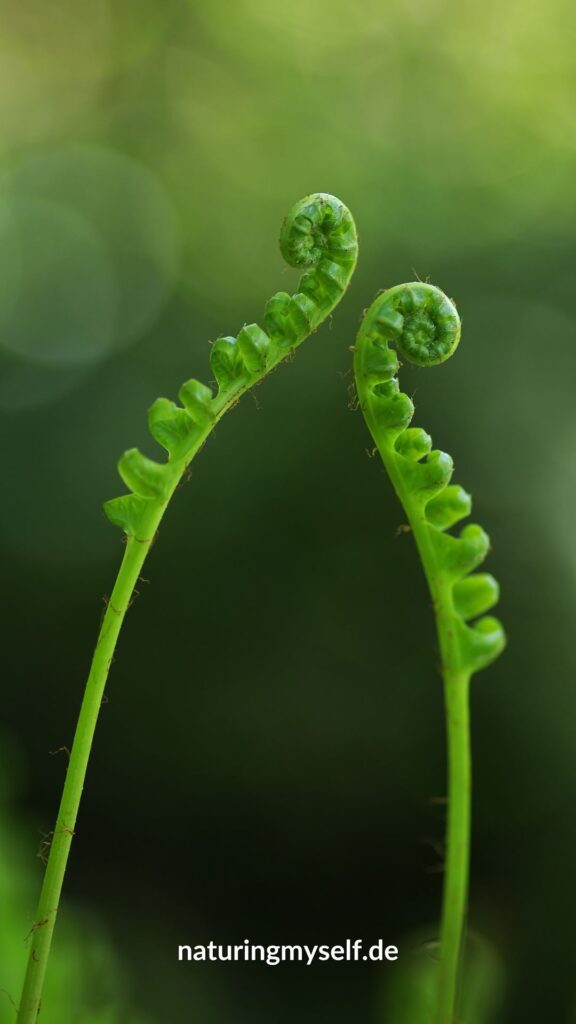 Downloads - Wallpaper Smartphone -Zwei grüne Pflanzen vor grünem Hintergrund - Naturingmyself.de