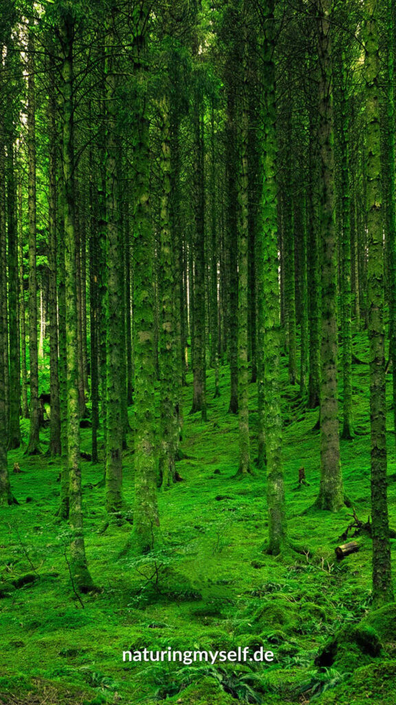 Downloads - Wallpaper Smartphone -  Kräftig grüne mit Moos bewachsene Bäume in einem dichten Wald - Naturingmyself.de