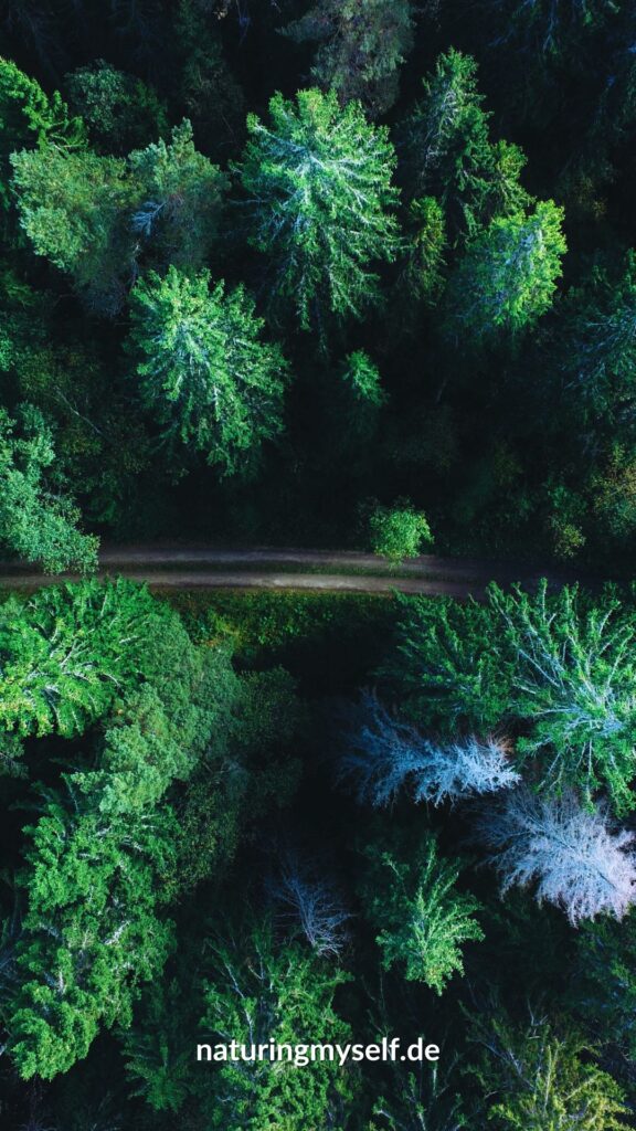 Downloads - Wallpaper Smartphone - Nadelwald von oben gesehen mit einem Weg mitten durch die Bäume - Naturingmyself.de
