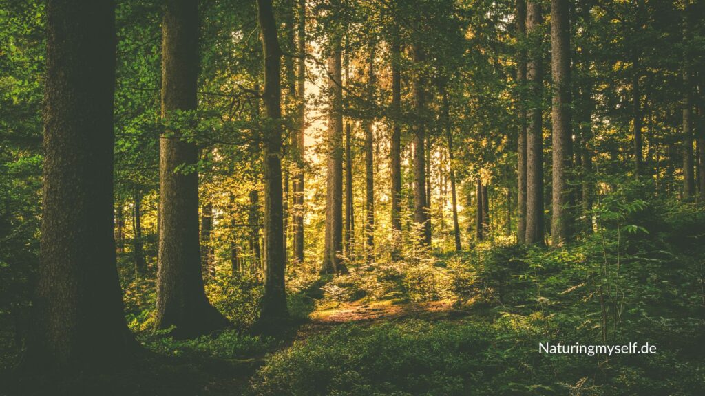 Desktop Bildschirm Hintergrund Wallpaper - Wald mit großen Bäumen, Sträuchern und Sonnenstrahlen - Naturingmyself.de