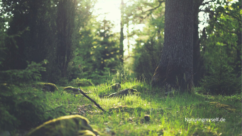 Desktop Bildschirm Hintergrund Wallpaper - Wald mit Bäumen, Steinen, Grad und Ästen - Naturingmyself.de