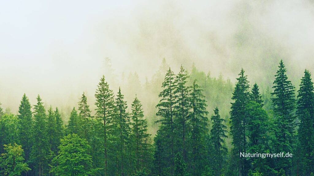 Desktop Bildschirm Hintergrund Wallpaper - Nadelwald mit Nebel - Naturingmyself.de