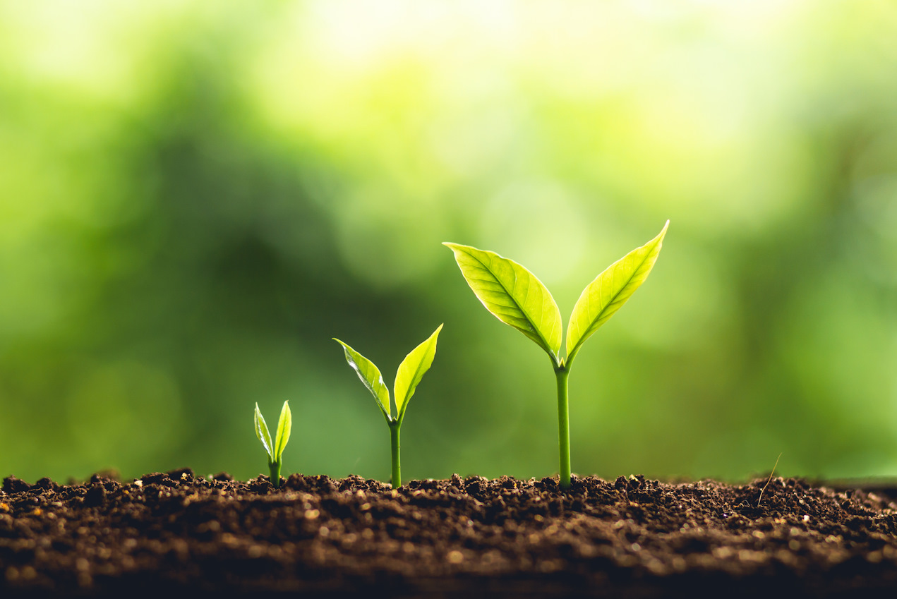 Naturing Myself - Blog - Traumaheilung: Was wirklich wichtig ist