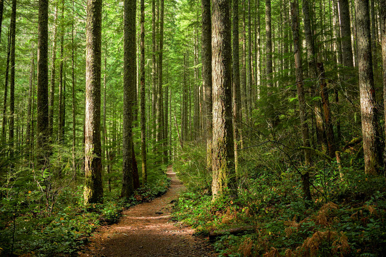 Weg durch einen sonnigen Wald - Traumasensitives Waldbaden