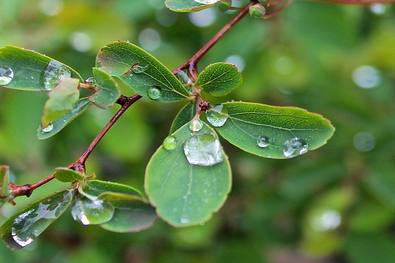 Naturingmyself - 1:1-Mentoring - Bringe deine hochsensible Seite mit den Folgen deines Bindungstraumas in Einklang!
