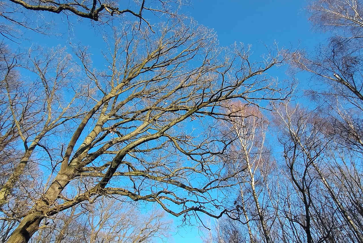 Kahle Äste vor blauem Himmel - Naturingmyself - Naturbasierte Achtsamkeit im Winter