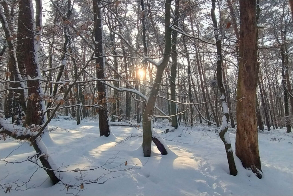 Tiefstehende Sonne im winterlich weißen Wald - Naturingmyself - Naturbasierte Achtsamkeit im Winter