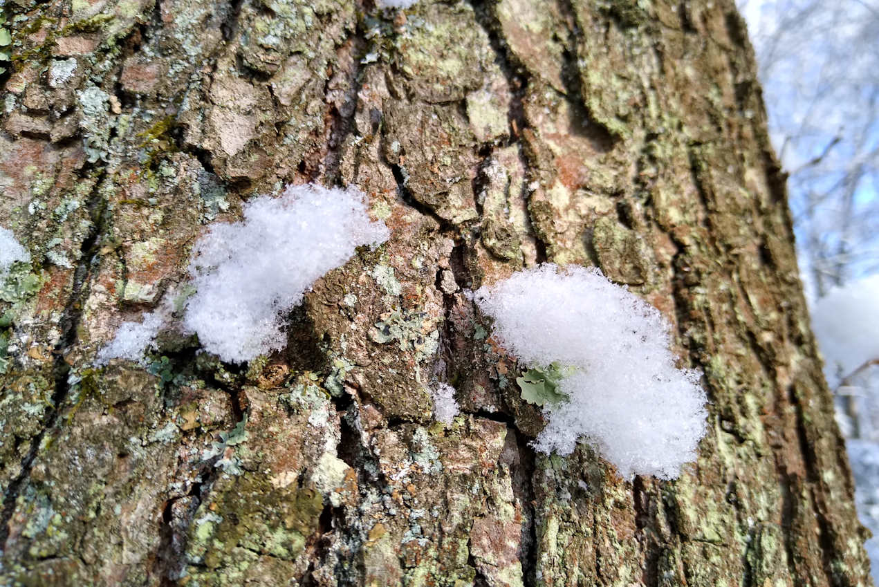 Schneebausch an Baumrinde - Naturingmyself - Naturbasierte Achtsamkeit im Winter