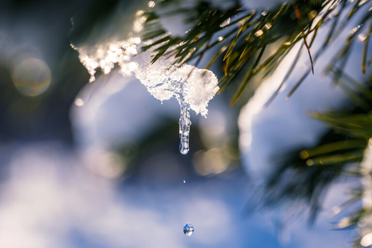 Mehr über den Artikel erfahren 5 Tipps für naturbasierte Achtsamkeit im Winter