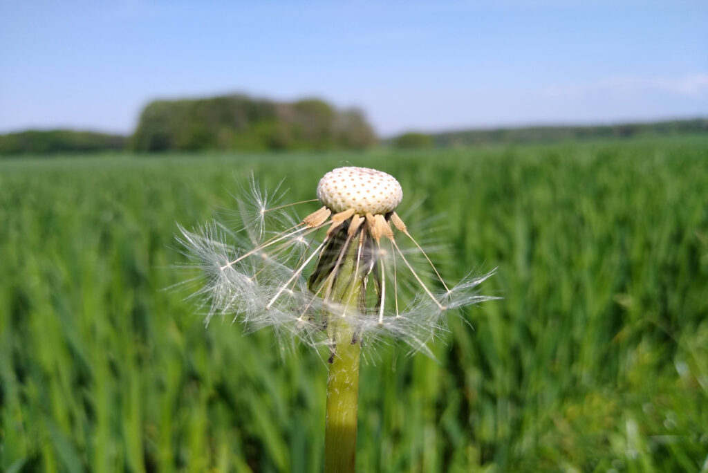 Halb leere Pusteblume vor einem grünen Feld und Wald bei blauem Himmel und Sonnenschein - Naturingmyself - Warum Struktur für Menschen mit Trauma wichtig ist