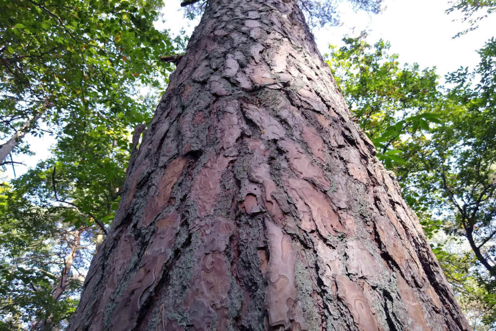 Stabiler alter Baum mit strukturierter Rinde mit gründen Laubbäumen im Hintergrund - naturingmyself - Mit Trauma leben: 3 Übungen in der Natur für mehr Sicherheit