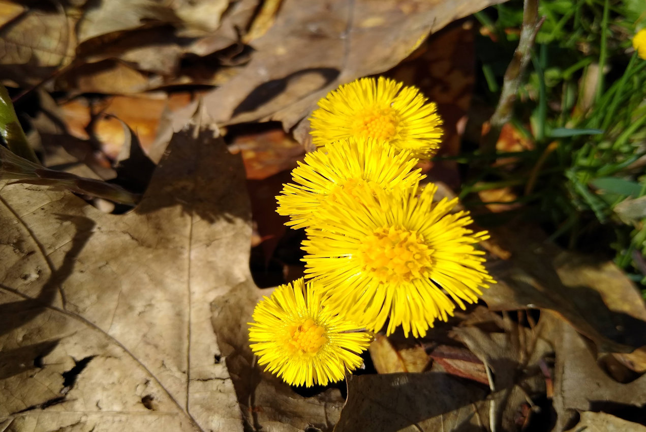 Gelbe Blümchen zwischen braunem Herbstlaub auf einer Wiese bei Sonnenschein - Naturing Myself - Achtsamkeit im Frühling