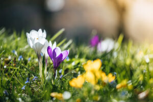 Mehr über den Artikel erfahren 5 Tipps für naturbasierte Achtsamkeit im Frühling