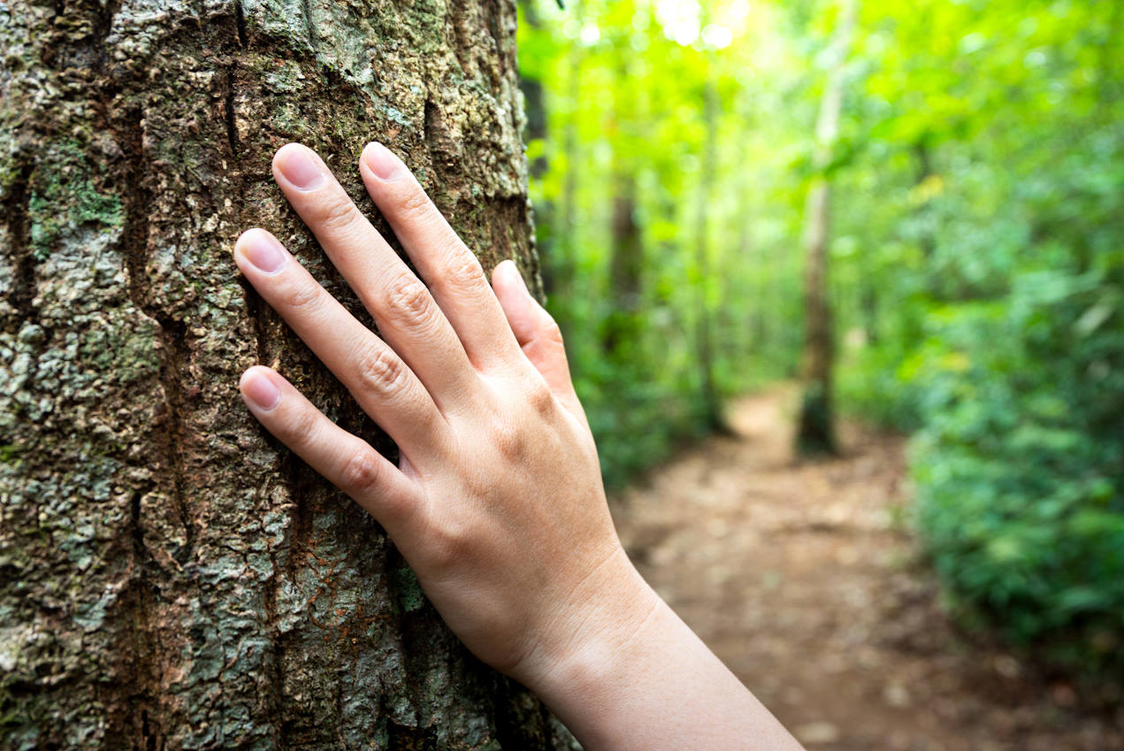 Hand an der Rinde eines Baums vor einem Weg, der umgeben ist von Bäumen mitten im Wald