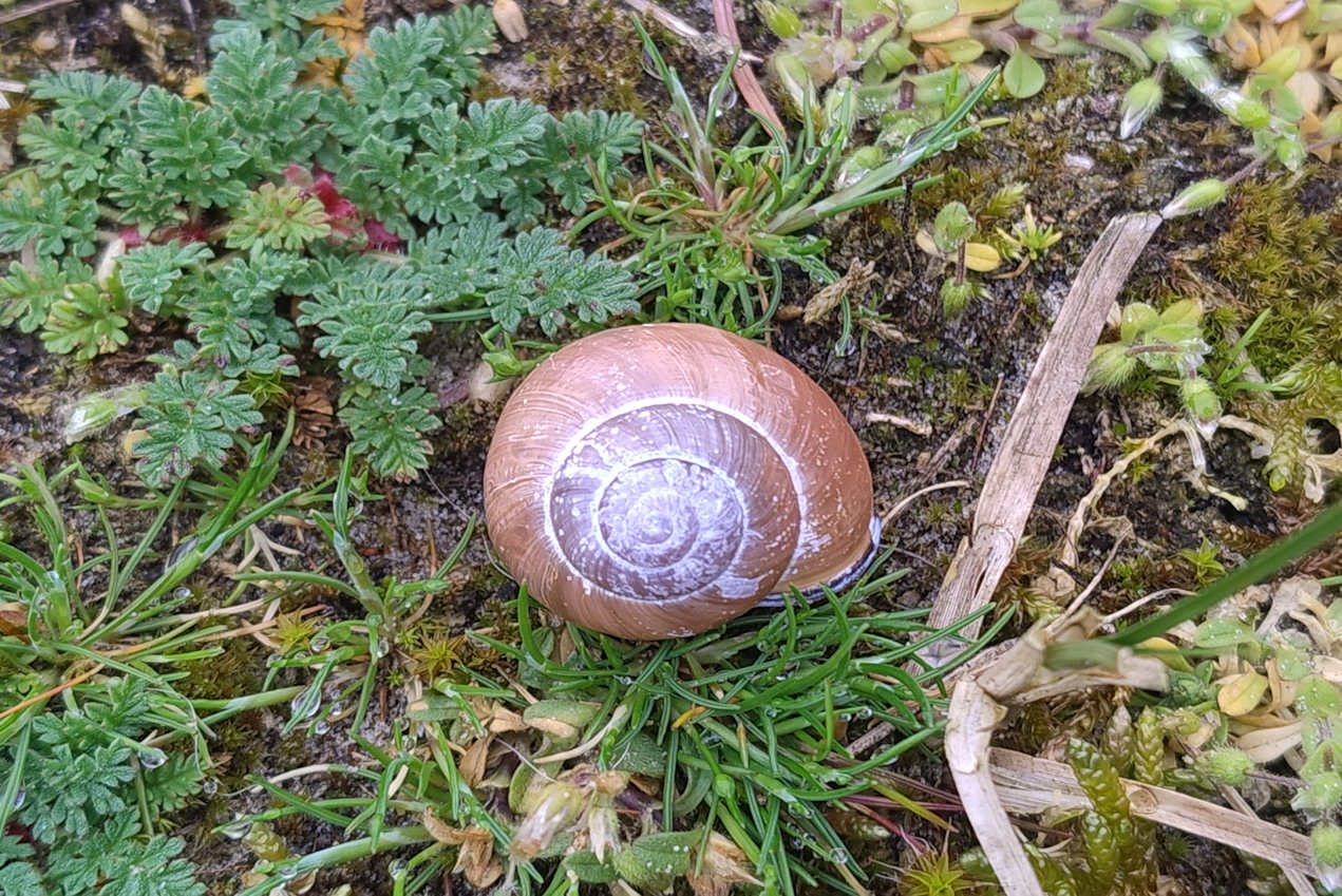 Schnecke auf erdigem Untergrund mit Gras und gründen Pflanzen im Wald
